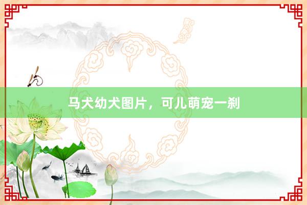 马犬幼犬图片，可儿萌宠一刹